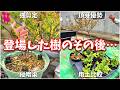 【実験中】ブルーベリー動画で登場した苗の現在の姿をお見せします