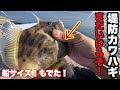 【堤防カワハギ】ポンを超える最強寄せエサでまだ狙える！【紀北】【和歌山】