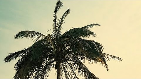 Nzingaboy, DaniNz, Marianne Da Cruz - MARIQUINHA