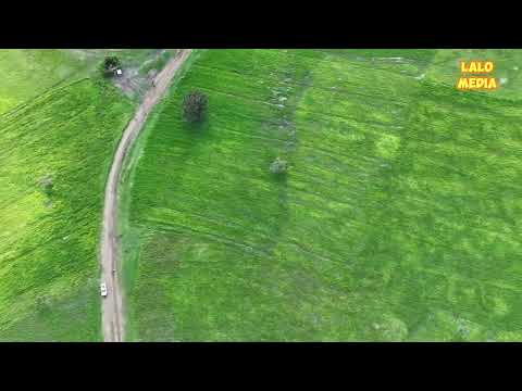 OOMISHA RUUZII GODINA BUUNNOO BEDDELLEE