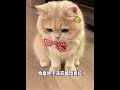 蓝挚猫粮 都市原野精灵 爱如家人食如家人 蓝挚猫粮 都市原野精灵 爱如家人食如家人