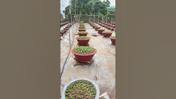 hoa cúc pha lê tết 2026 ạ