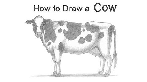 How to Draw a Cow