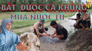 THẢ LƯỚI MÙA LŨ BẮT ĐƯỢC NHIỀU LOẠI CÁ KHỦNG  | CUỘC SỐNG M&T