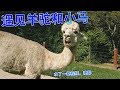 澳洲生活vlog | 遇见羊驼和小马