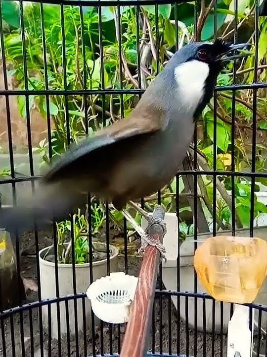 chim khướu hót múa cực hay đảo giọng liên tục