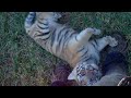 Cute Tiger Cub exploring, playing & talking
