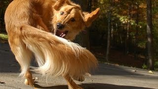 Funny dogs and cats chasing tails – Funny and cute animal compilation
