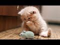 Cute and Funny Cats And Kittens Video 2018 - Funny Cat compilation