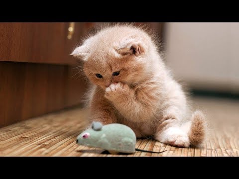 cute-and-funny-cats-and-kittens-video-2018---funny-cat-compilation