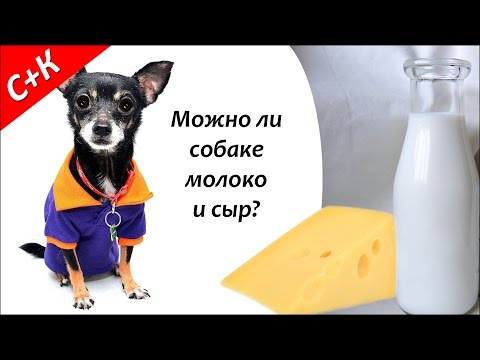 Можно ли собакам молоко и сыр?