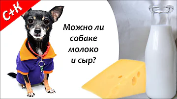 Можно ли собакам молоко и сыр?