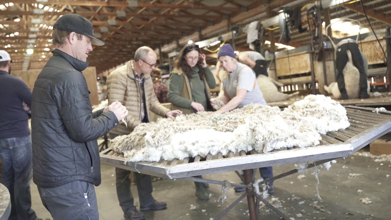 Helle Rambouillet Ranch Sheep Shear - YouTube