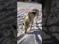 Lost the snowball! #husky #funnyvideo #dogs