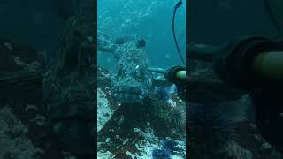 GIANT LINGCOD MONTEREY