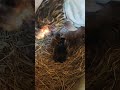 New Born Baby Chick - Anna's Baby