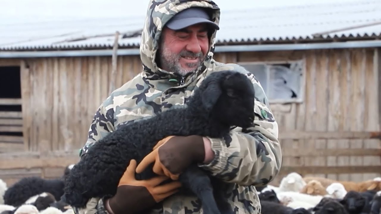 Новую породу овец вывели в Дагестане