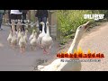 안산천의 실세 구스파의 만행.. 너네 왜 그러는거위..ㅣGeese Fam Takes Over The Trail...Even Attacking People