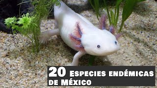 20 ESPECIES ENDÉMICAS DE MÉXICO (VERSIÓN CORTA) | 20 ANIMALES QUE SÓLO VIVEN EN MÉXICO