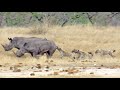 Hyenas Gang Up Against Hurt Rhino