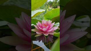 Lotus flower.flower viral shots youtubeshorts DevendraNagBonsai