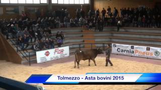 Asta bovini Tolmezzo 2015