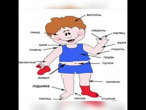 Расположение частей тела человека