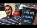 Moving Avocado Trees to Bigger Containers!