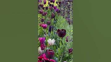 Thumbnail of 🌷 Keukenhof & Tulip Fields | Netherlands Lovers 🌷 #music #piano #travel #explore #nature