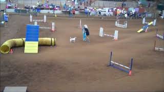 Wick AKC Master Agility Champion (MACH)