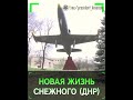 Новая жизнь Снежного