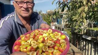 картинка: Дикие яблочки в сушилку #отдых #здоровье #витамины #природа #лес #наслаждение 