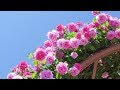2019.05.25 満開の春バラ図鑑（品種名入り） / 山梨県富士川クラフトパーク [4K] #Rose #FullBloom #Spring