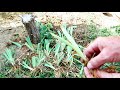 How to Divide and Plant Bearded Iris
