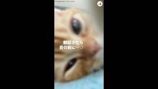 目が覚めたら目の前に子ネコの顔が…♡ 起きることも二度寝もできなくなる、最高の癒やし時間(*´ω`) #Shorts