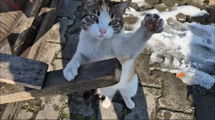 Video 7685071: kittens persian cat tabby, food tabby cat persian, kitten cute persian tabby, persian cat kitten sweet, cat kitten adorable persian, stray cats food