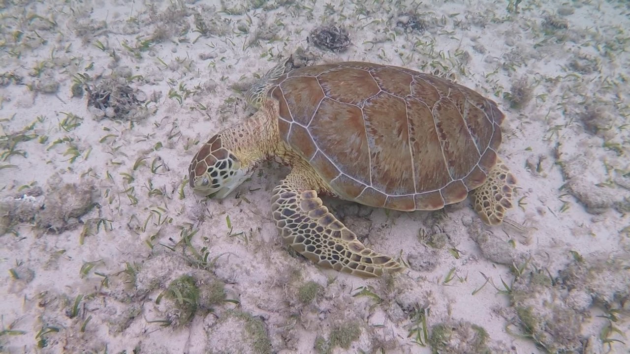 best sandals for snorkeling