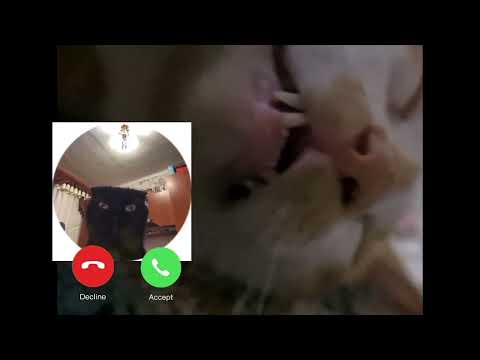 متولي القط تقلان عالمياو او مات مش عارف بقه Catvideos Catlover Cat