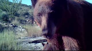 Father and son monitoring wildlife in Arizona