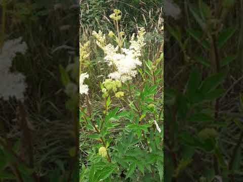 Vídeo: Dropwort al jardí - Filipendula Dropwort Meadowsweet Info and Care