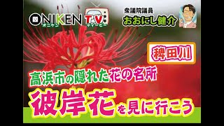 高浜市 彼岸花 名所 稗田川 花 隠れた名所 半田 高浜高校 ヒガンバナ 衆議院議員 おおにし健介 オニケンtv Youtube