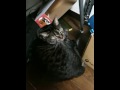 Manga University's Official Mascot: Chibi the Cat!
