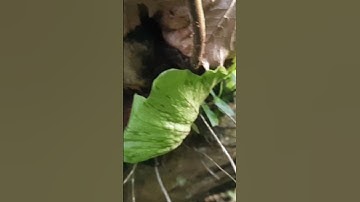 Bạn có biết công dụng của cốt toái bổ?