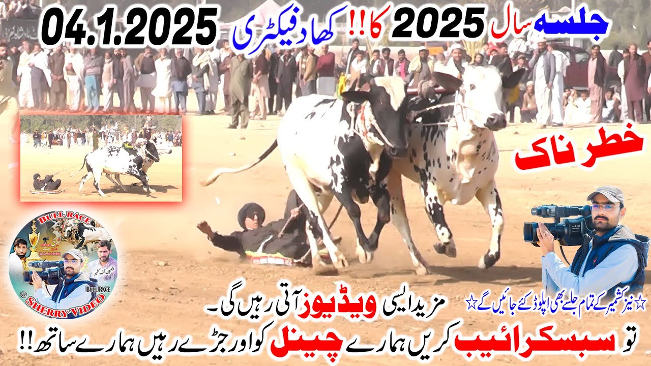 Bull Race In Pakistan 2025  |04.01.2025 | Khad Factory (Bara Jalsa)|Bull Race |Tradional Game| New