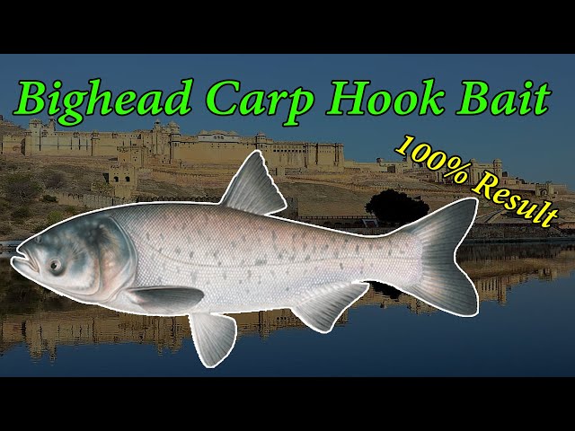 Bighead Carp Hook Bait 100% Result 