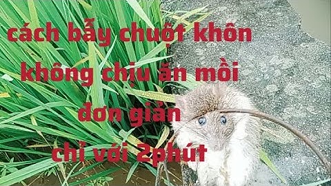 cách bẫy chuột đơn giản,hiệu quả bằng cạm bán nguyệt,#chuột,#bẩy chuột#chuột đồng