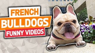 Cute French Bulldog Videos Funny Compilation 2018