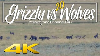 Grizzly Bear vs. 20 wolves | Yellowstone National Park