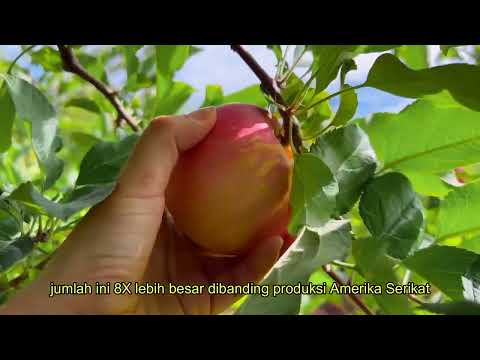 Video: Apakah epal terbesar?