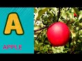 ABC Phonics Song | Alphabet letter sounds | ABC learning for toddlers | Education ABC Nursery Rhymes